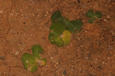 Oxalis magnifolia, photographed by Brian du Preez