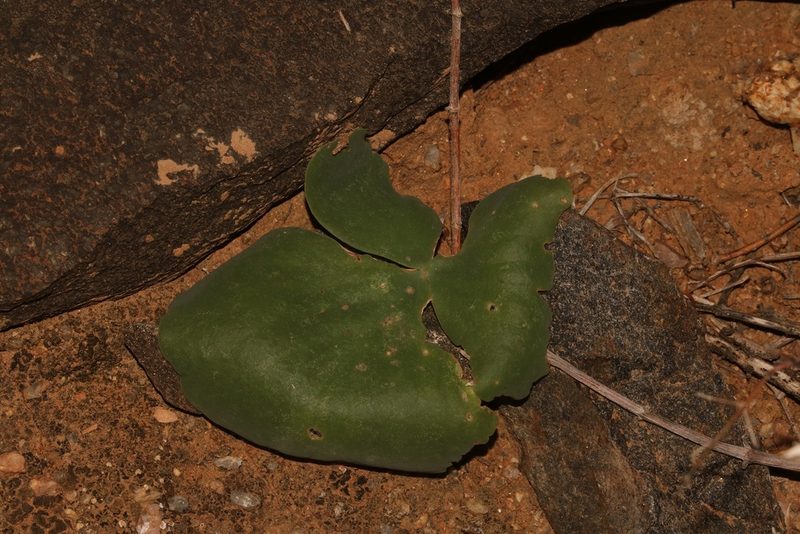 Oxalis magnifolia, photographed by Brian du Preez
