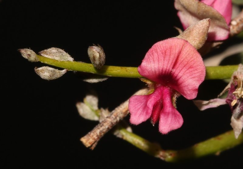 Indigofera pungens, photographed by Brian du Preez