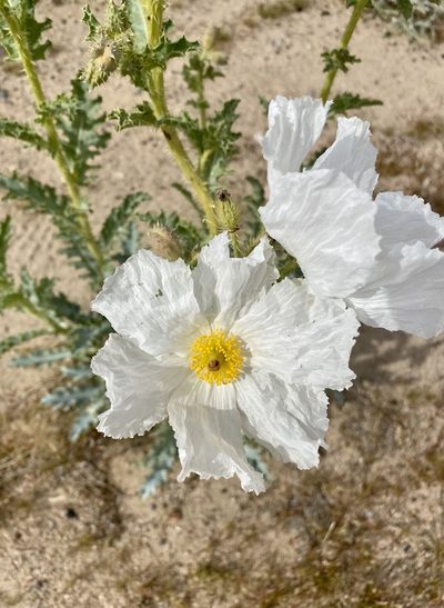 Argemone corymbosa, photographed by Patrick Cox