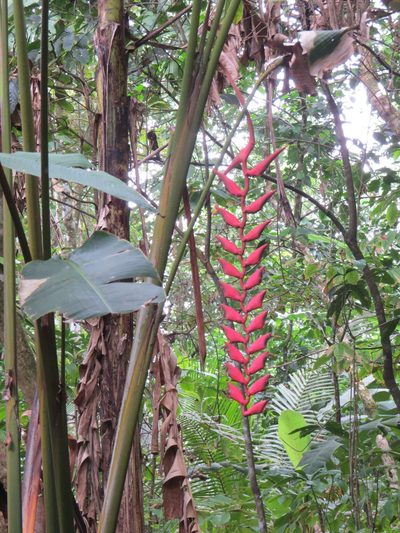 Heliconia stilesii, photographed by Yves Bas