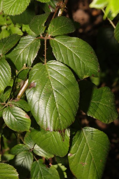 Rubus wirralensis, photographed by Stephen James McWilliam