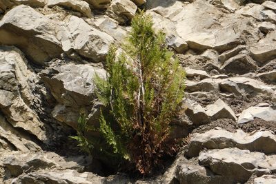 Platycladus orientalis, photographed by Pavel Kacl