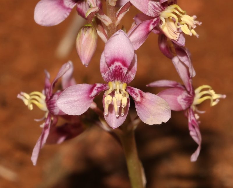 Cyanella cygnea, photographed by Brian du Preez