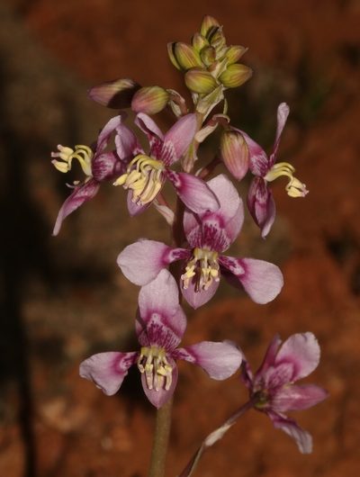 Cyanella cygnea, photographed by Brian du Preez