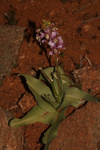 Cyanella cygnea, photographed by Brian du Preez