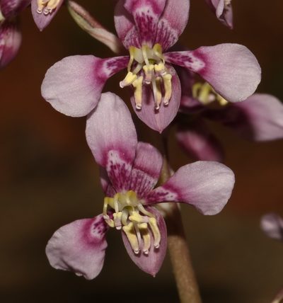 Cyanella cygnea, photographed by Brian du Preez