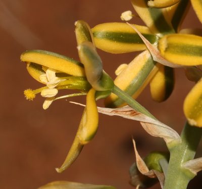 Coilonox namaquanum, photographed by Brian du Preez