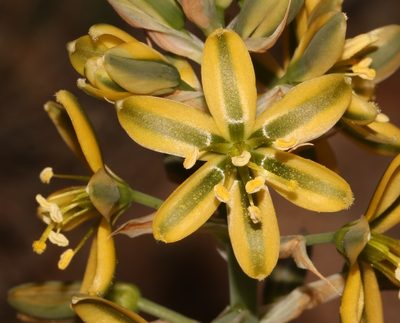 Coilonox namaquanum, photographed by Brian du Preez