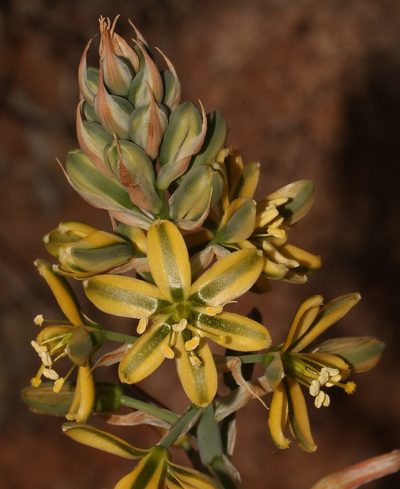 Coilonox namaquanum, photographed by Brian du Preez