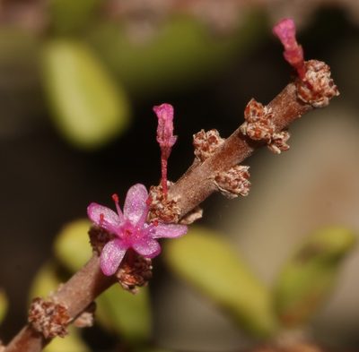 Portulacaria fruticulosa, photographed by Brian du Preez