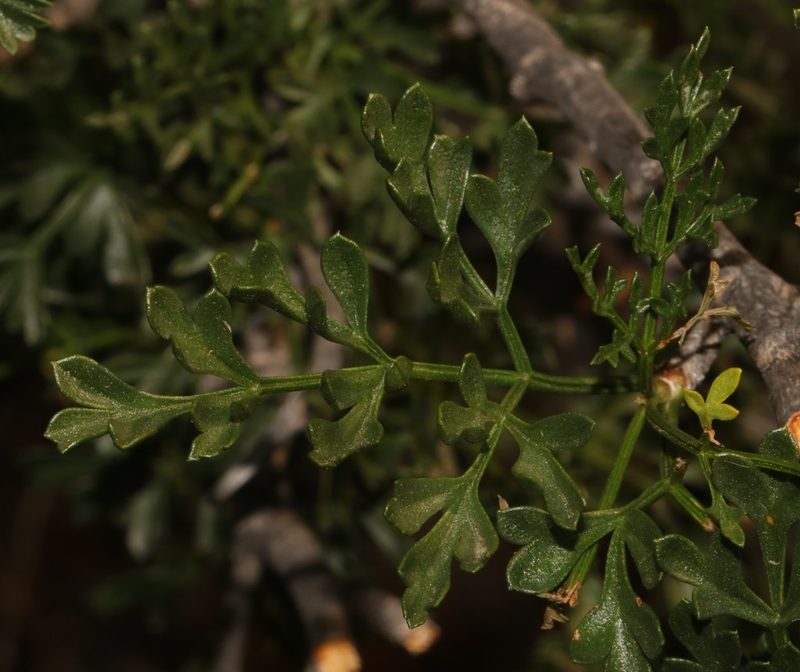 Anginon verticillatum, photographed by Brian du Preez