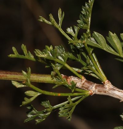 Anginon verticillatum, photographed by Brian du Preez