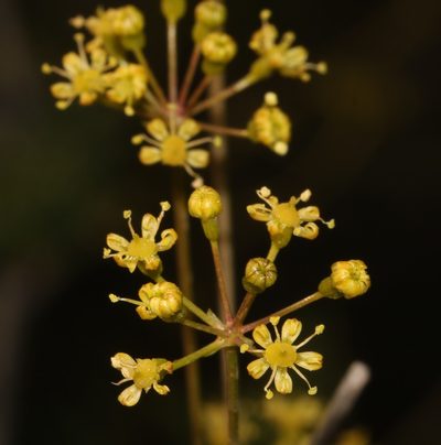 Anginon verticillatum, photographed by Brian du Preez