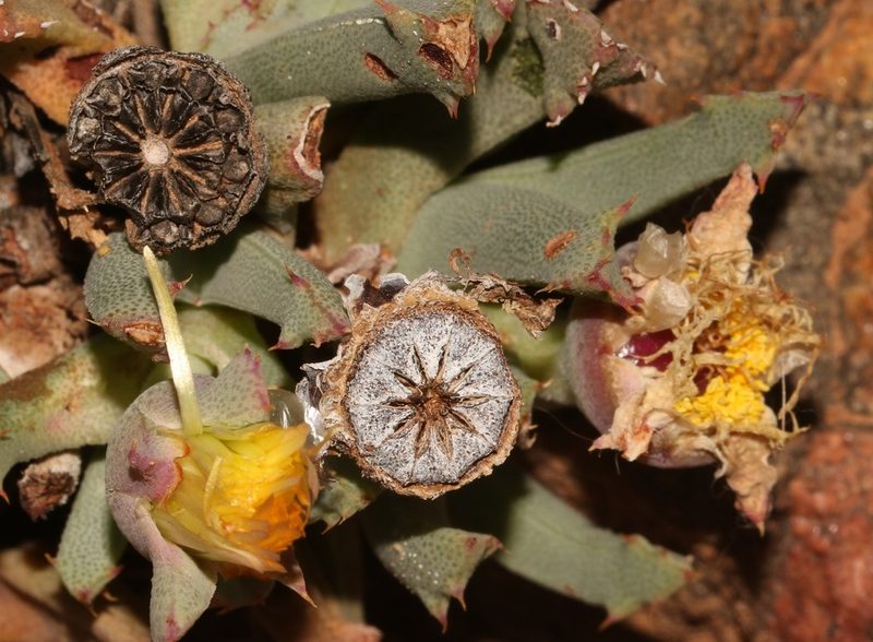 Cheiridopsis velox, photographed by Brian du Preez