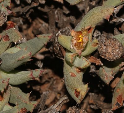 Cheiridopsis velox, photographed by Brian du Preez