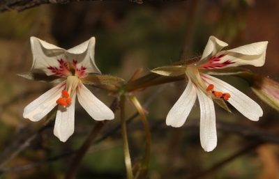 Pelargonium articulatum, photographed by Brian du Preez