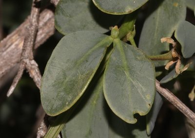 Roepera leptopetala, photographed by Brian du Preez