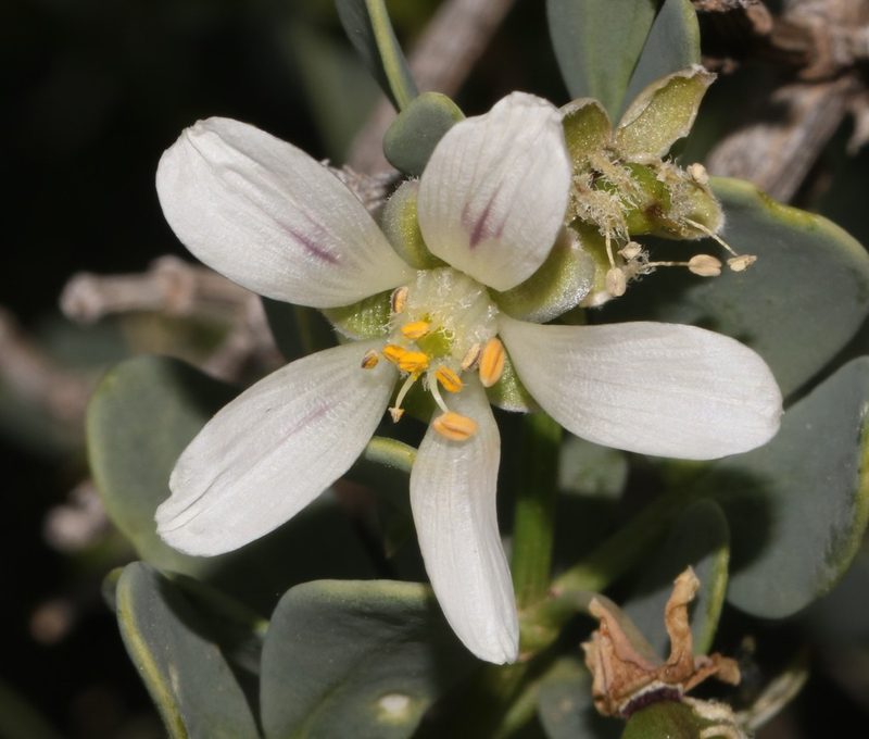 Roepera leptopetala, photographed by Brian du Preez