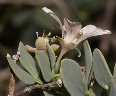 Roepera leptopetala, photographed by Brian du Preez