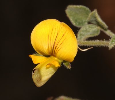 Rhynchosia schlechteri, photographed by Brian du Preez