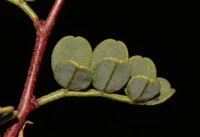 Indigofera ernstii, photographed by Brian du Preez