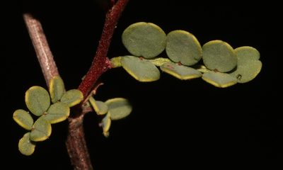 Indigofera ernstii, photographed by Brian du Preez