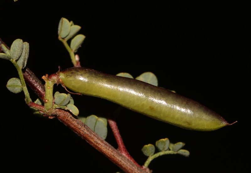Indigofera ernstii, photographed by Brian du Preez