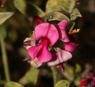 Indigofera meyeriana, photographed by Brian du Preez