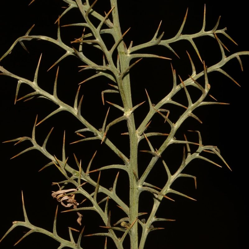 Thesium pungens, photographed by Brian du Preez