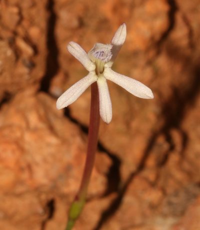 Xenoscapa fistulosa, photographed by Brian du Preez