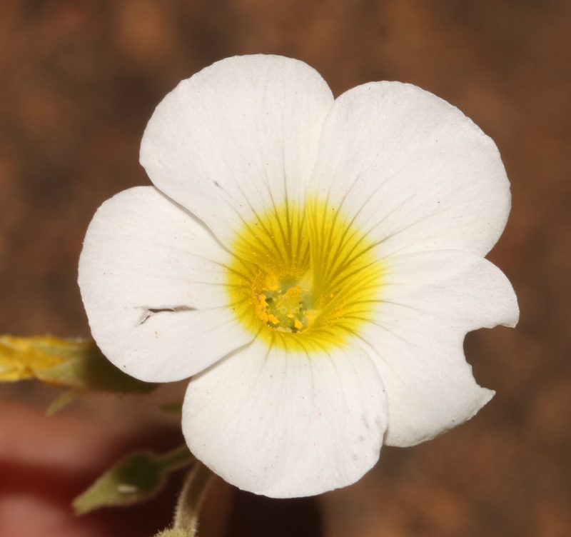 Oxalis hirsutibulba, photographed by Brian du Preez