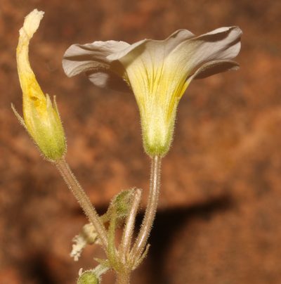 Oxalis hirsutibulba, photographed by Brian du Preez