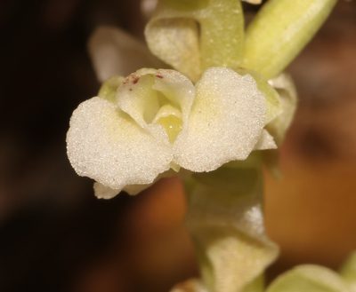 Pterygodium volucris, photographed by Brian du Preez