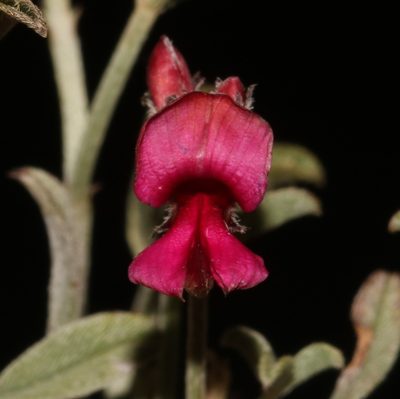 Indigofera meyeriana, photographed by Brian du Preez