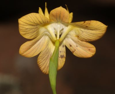 Moraea namaquamontana, photographed by Brian du Preez
