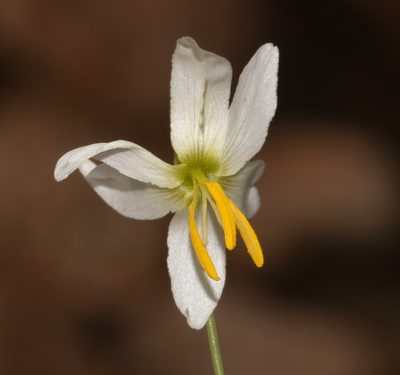 Hesperantha bachmannii, photographed by Brian du Preez
