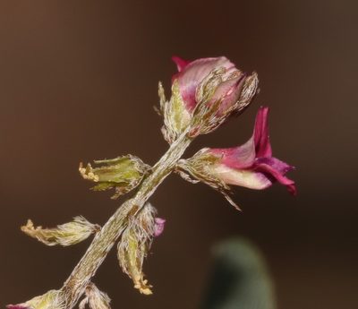 Indigofera barkeri, photographed by Brian du Preez
