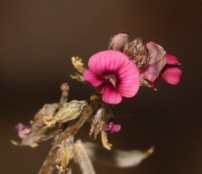 Indigofera barkeri, photographed by Brian du Preez