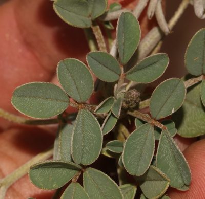 Indigofera barkeri, photographed by Brian du Preez