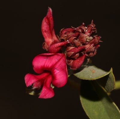 Indigofera amoena, photographed by Brian du Preez