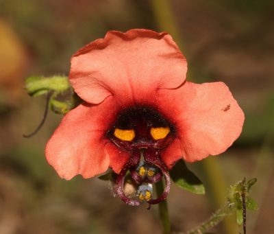 Alonsoa unilabiata, photographed by Brian du Preez