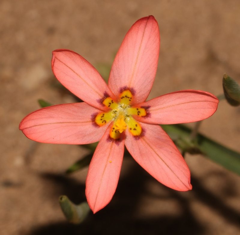 Moraea brachygyne, photographed by Brian du Preez