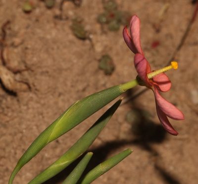 Moraea brachygyne, photographed by Brian du Preez