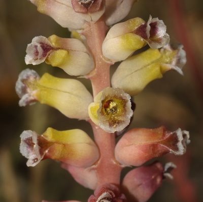 Lachenalia membranacea, photographed by Brian du Preez