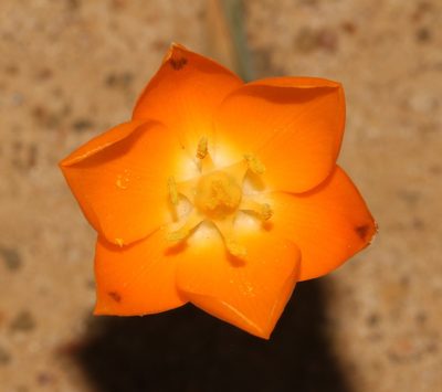 Eliokarmos thunbergianus, photographed by Brian du Preez