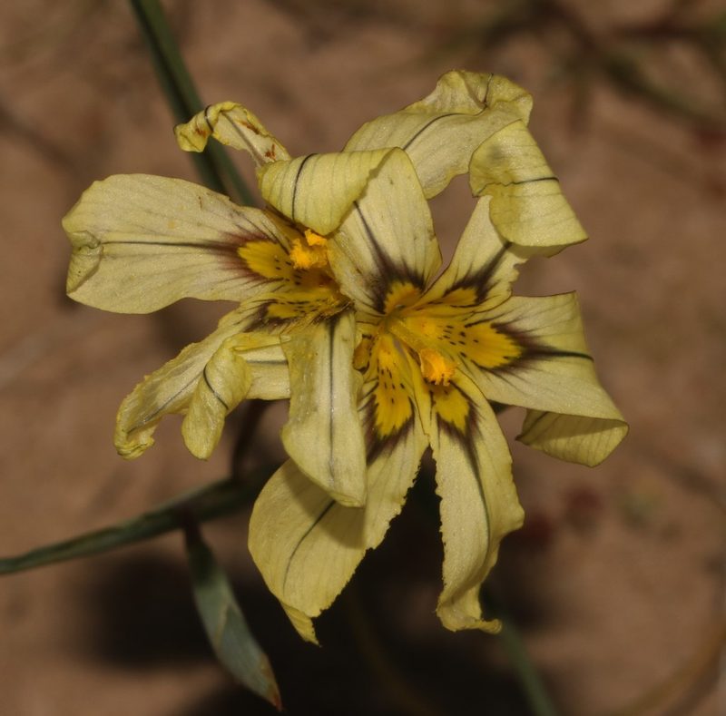Moraea vallisbelli, photographed by Brian du Preez