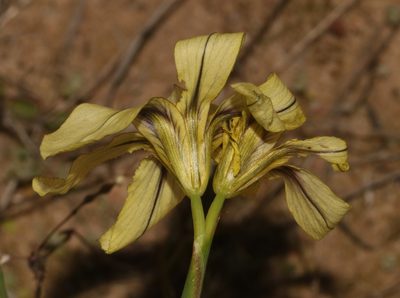 Moraea vallisbelli, photographed by Brian du Preez