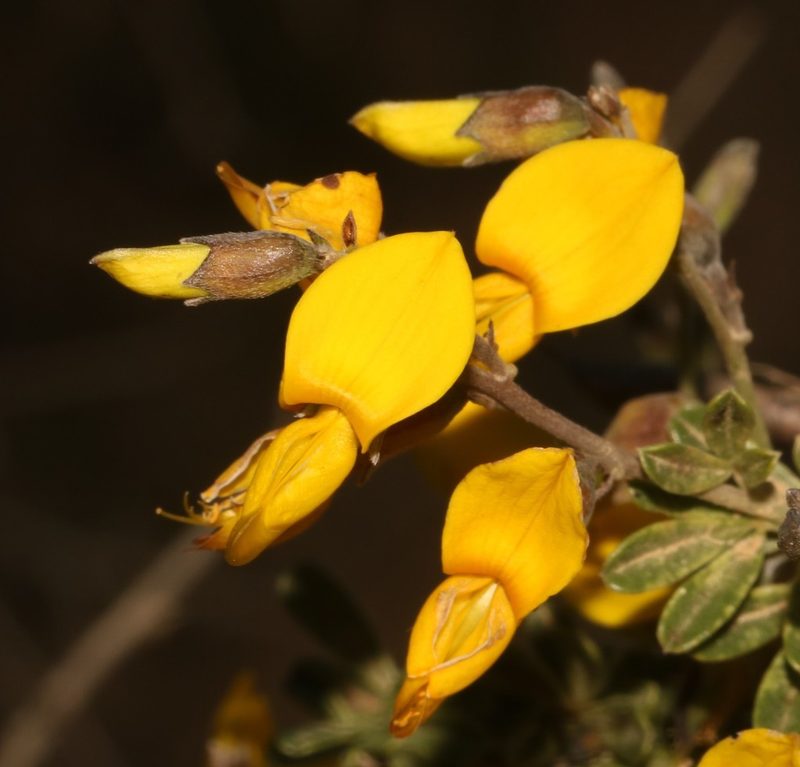 Wiborgiella leipoldtiana, photographed by Brian du Preez