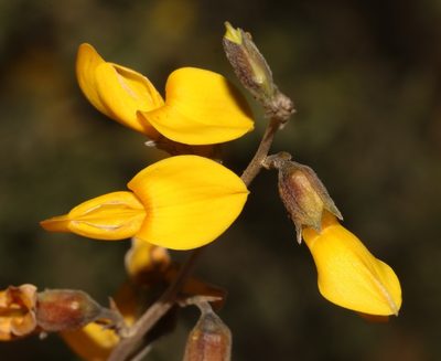 Wiborgiella leipoldtiana, photographed by Brian du Preez